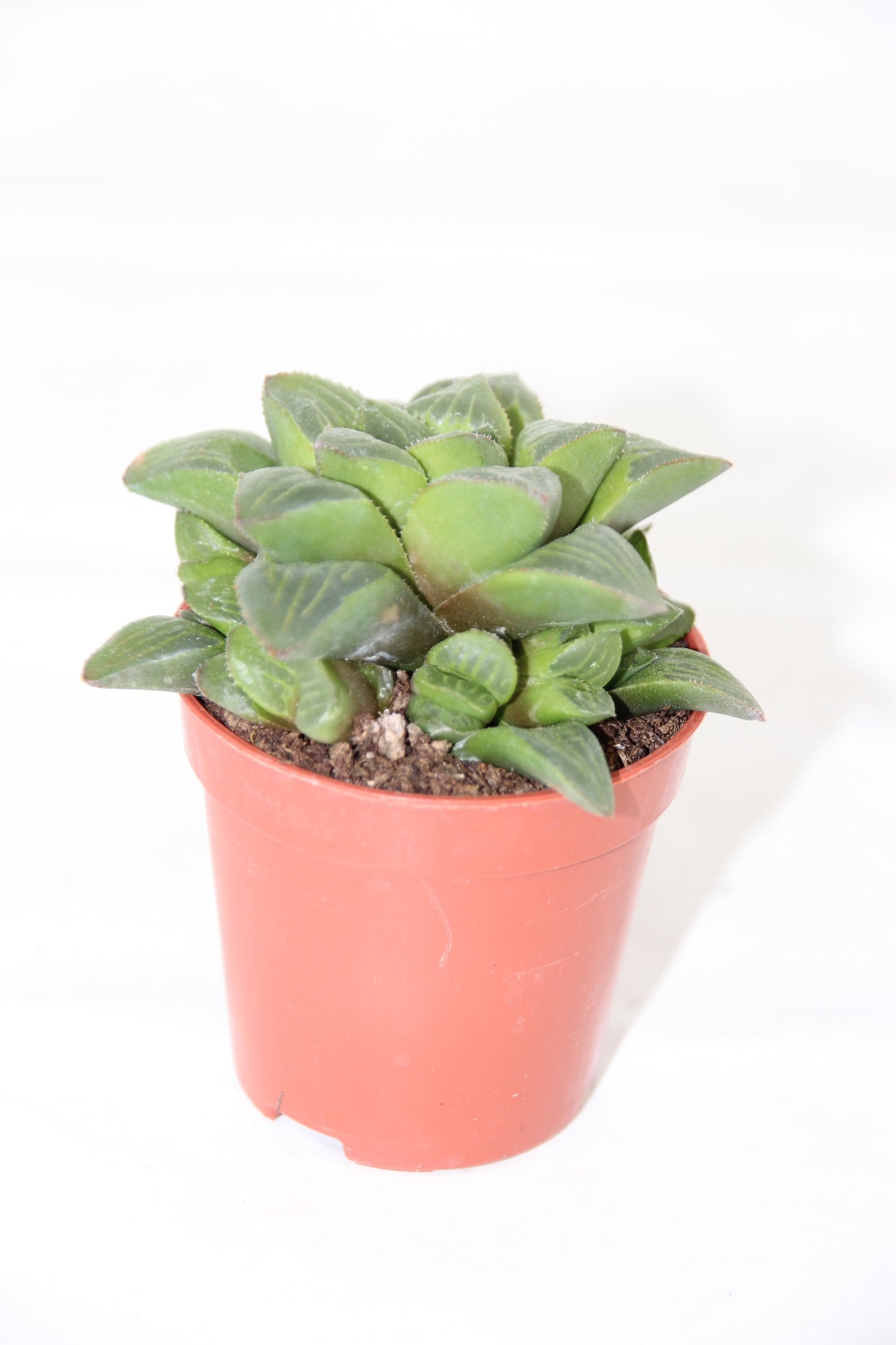 Haworthia retusa
