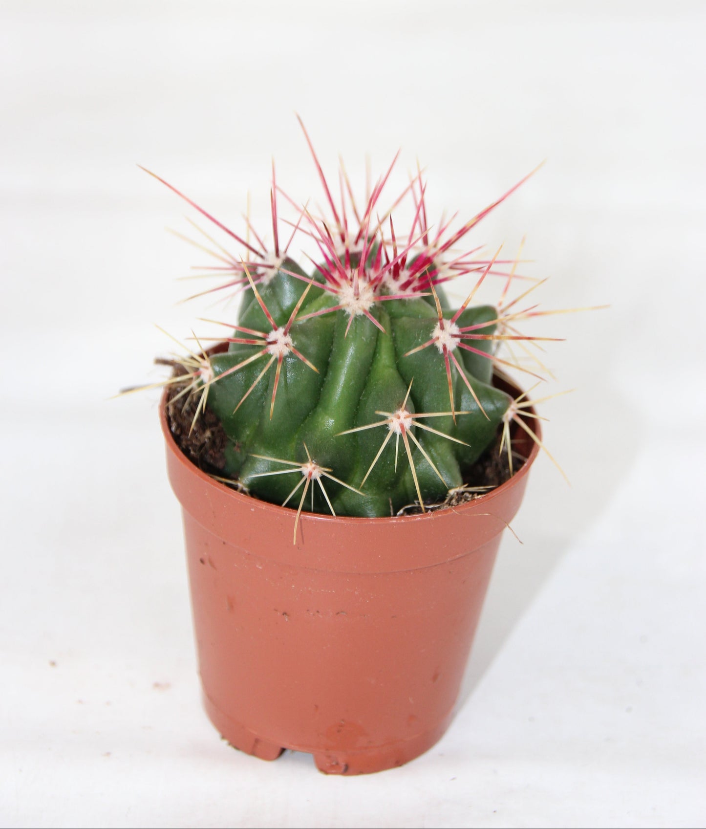Ferocactus stainesii