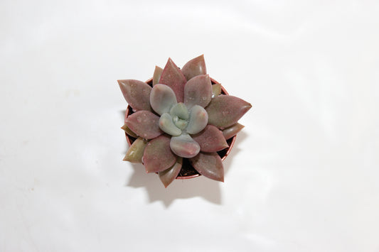 Pachyveria ‘Rosy Crown‘