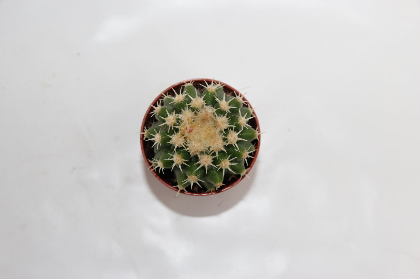 Echinocactus grusonii intermedius