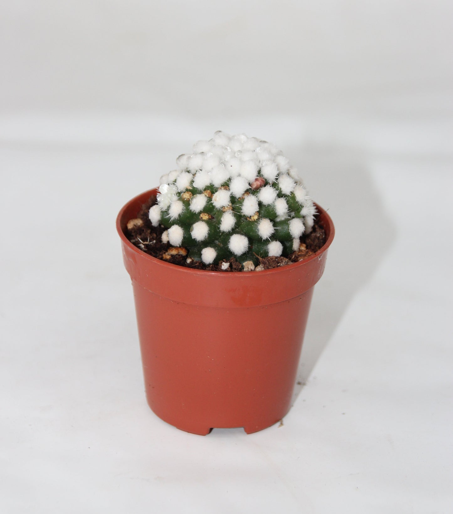 Mammillaria vetula gracilis