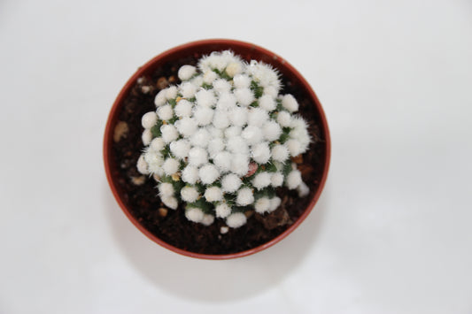 Mammillaria vetula gracilis