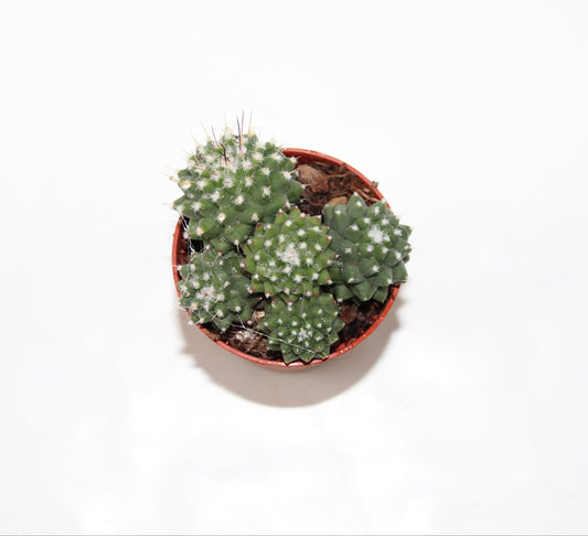 Mammillaria toluca