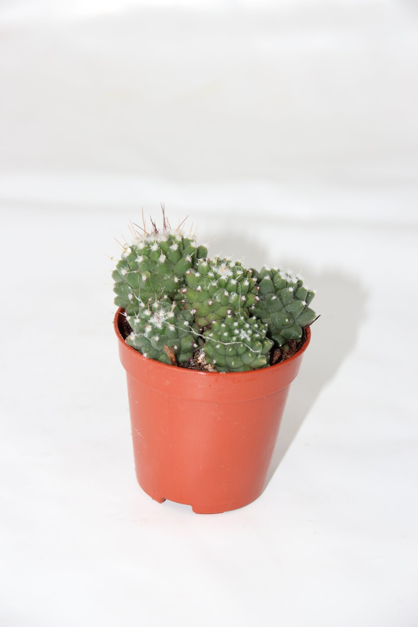 Mammillaria toluca
