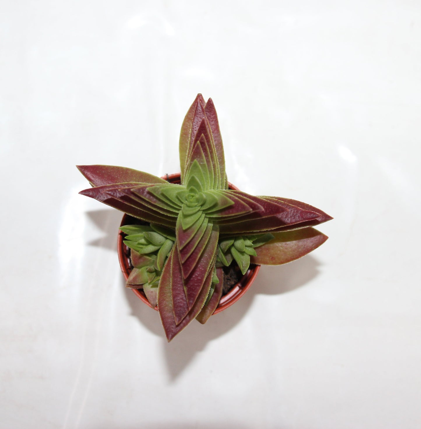 Crassula capitella Red Pagoda
