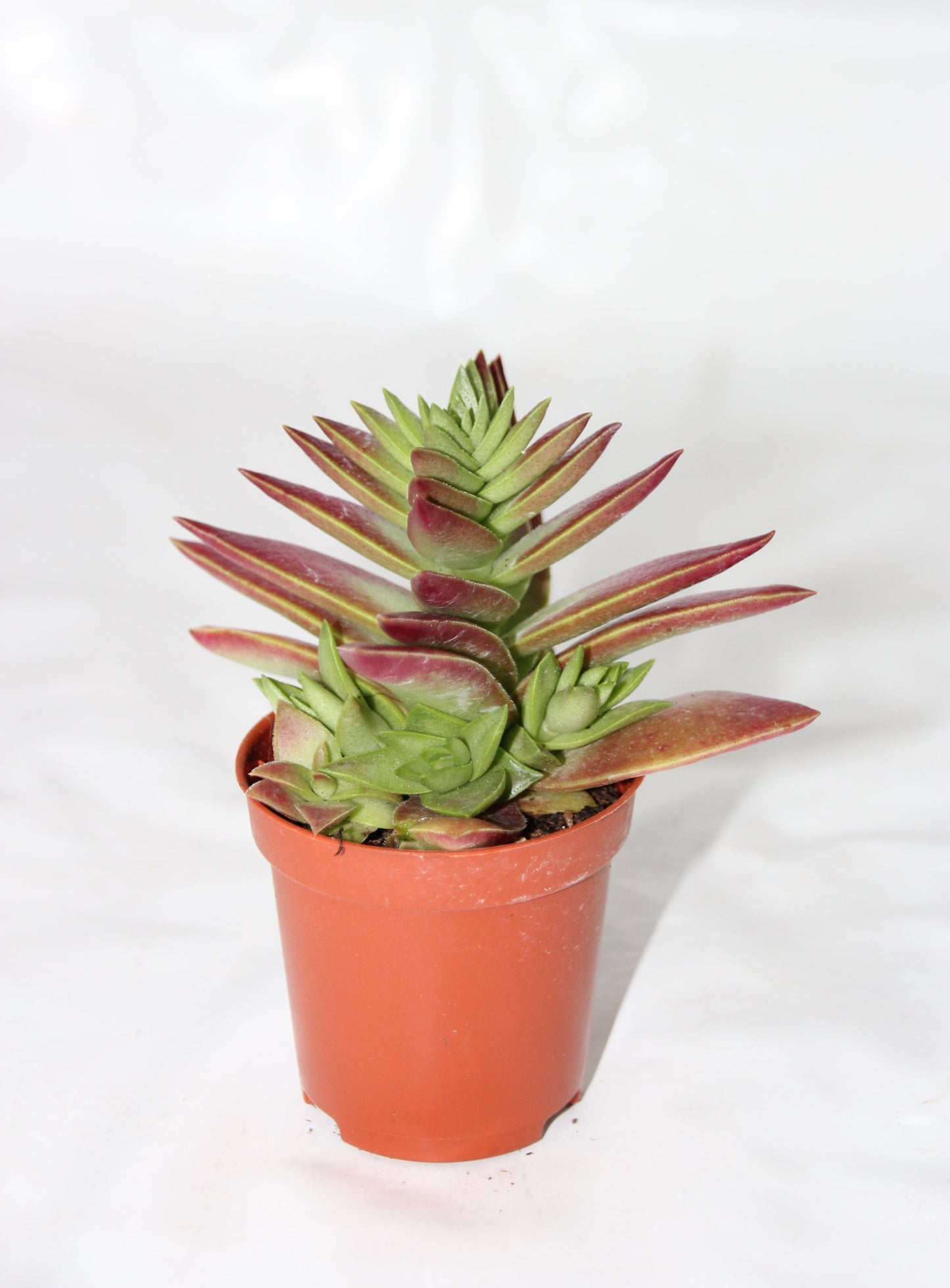 Crassula capitella Red Pagoda