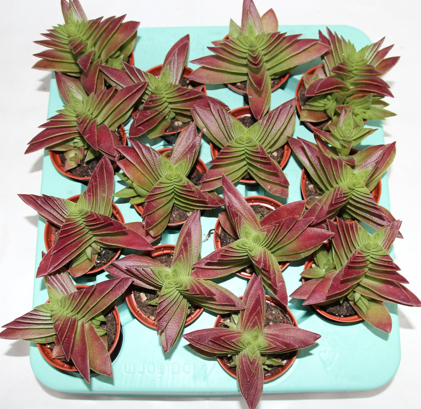 Crassula capitella Red Pagoda