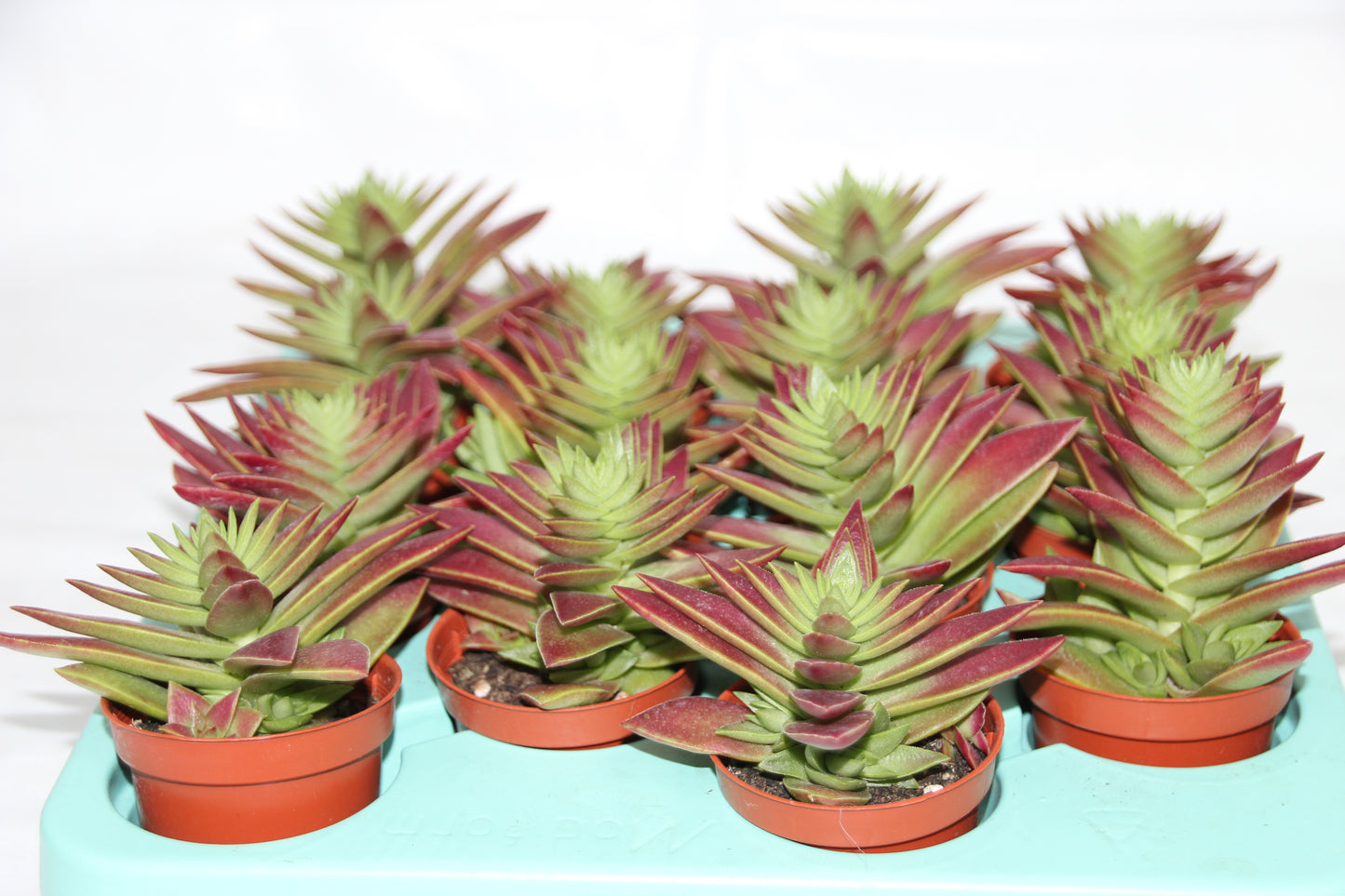 Crassula capitella Red Pagoda