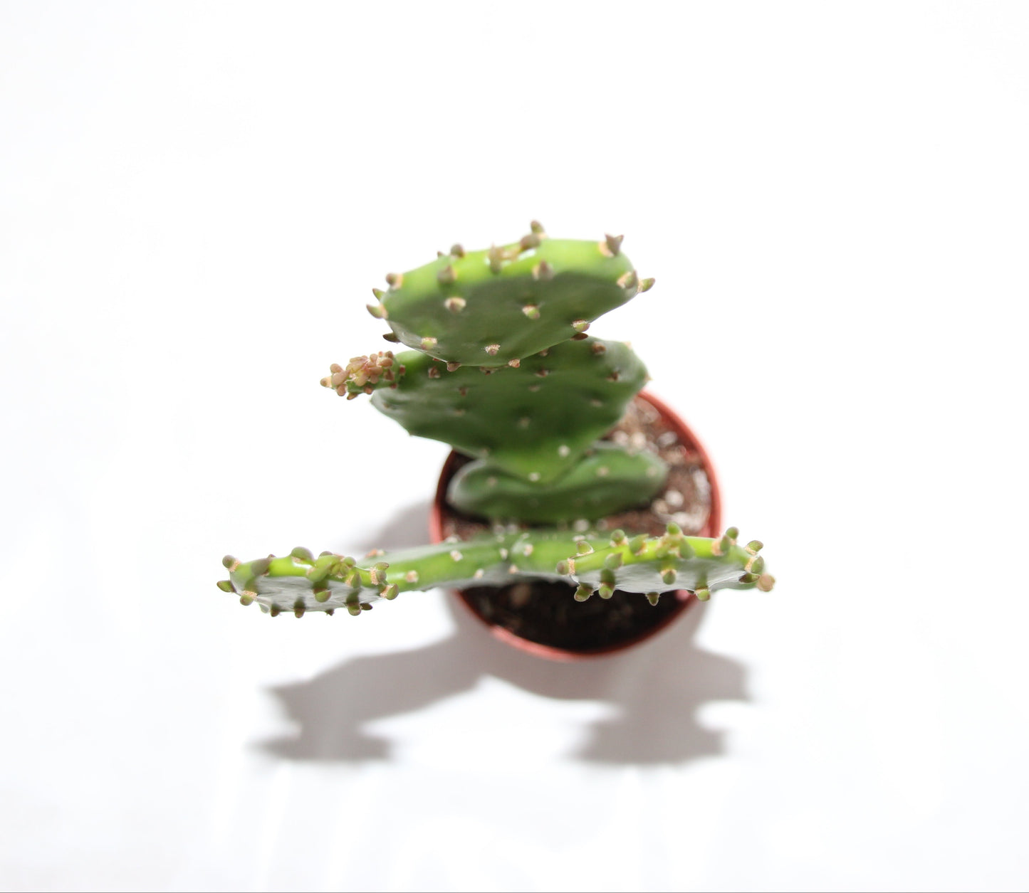 Opuntia humifus