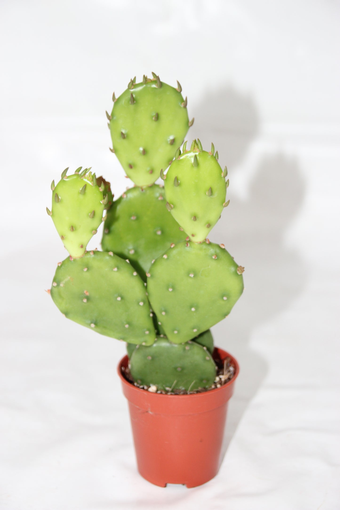 Opuntia humifus