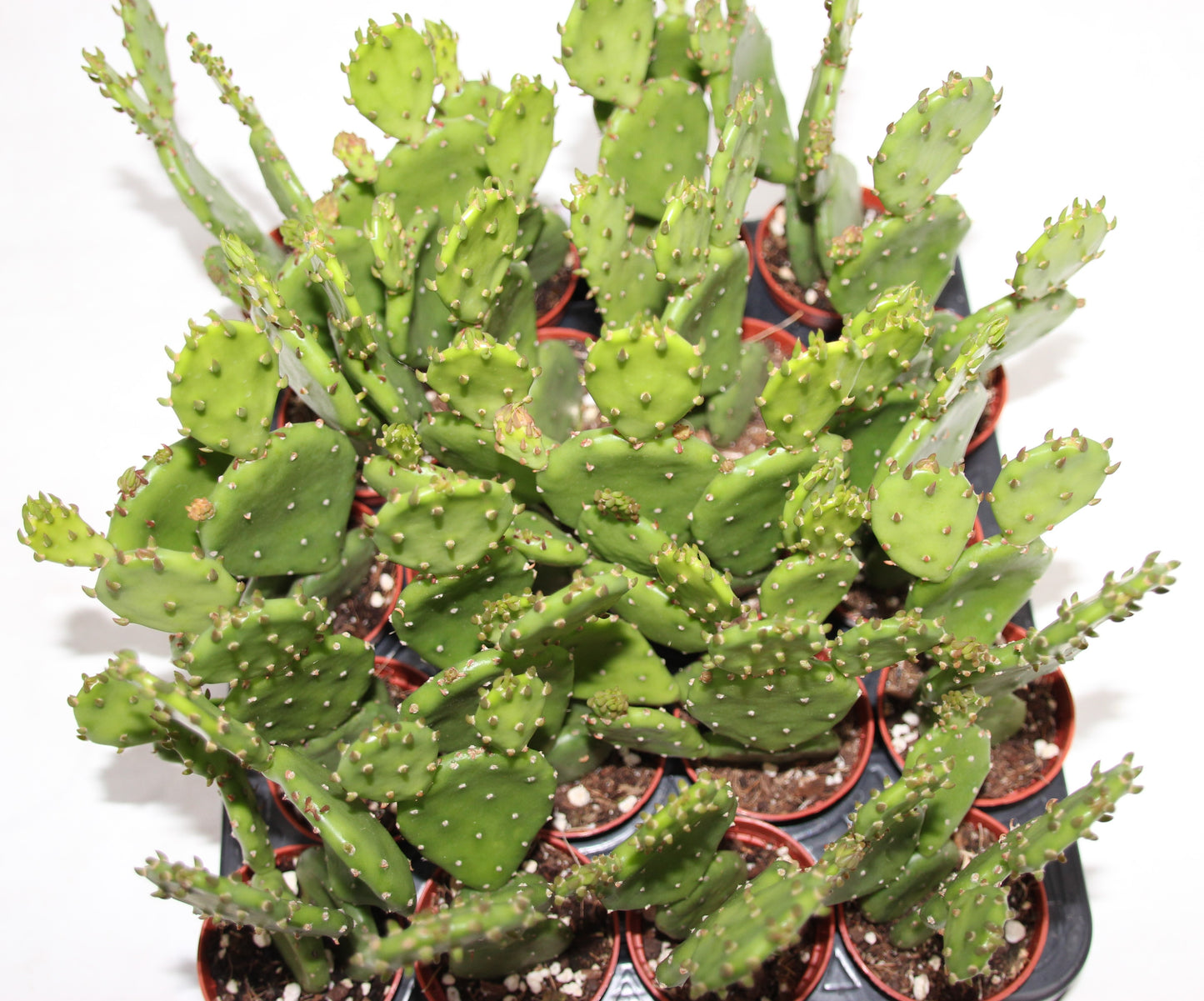 Opuntia humifus