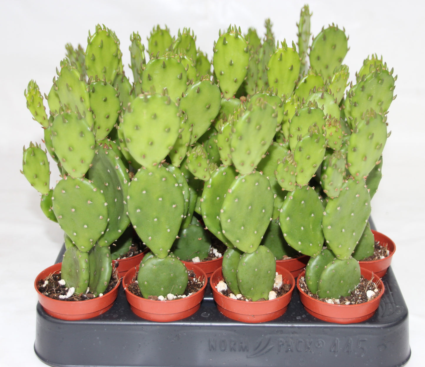 Opuntia humifus