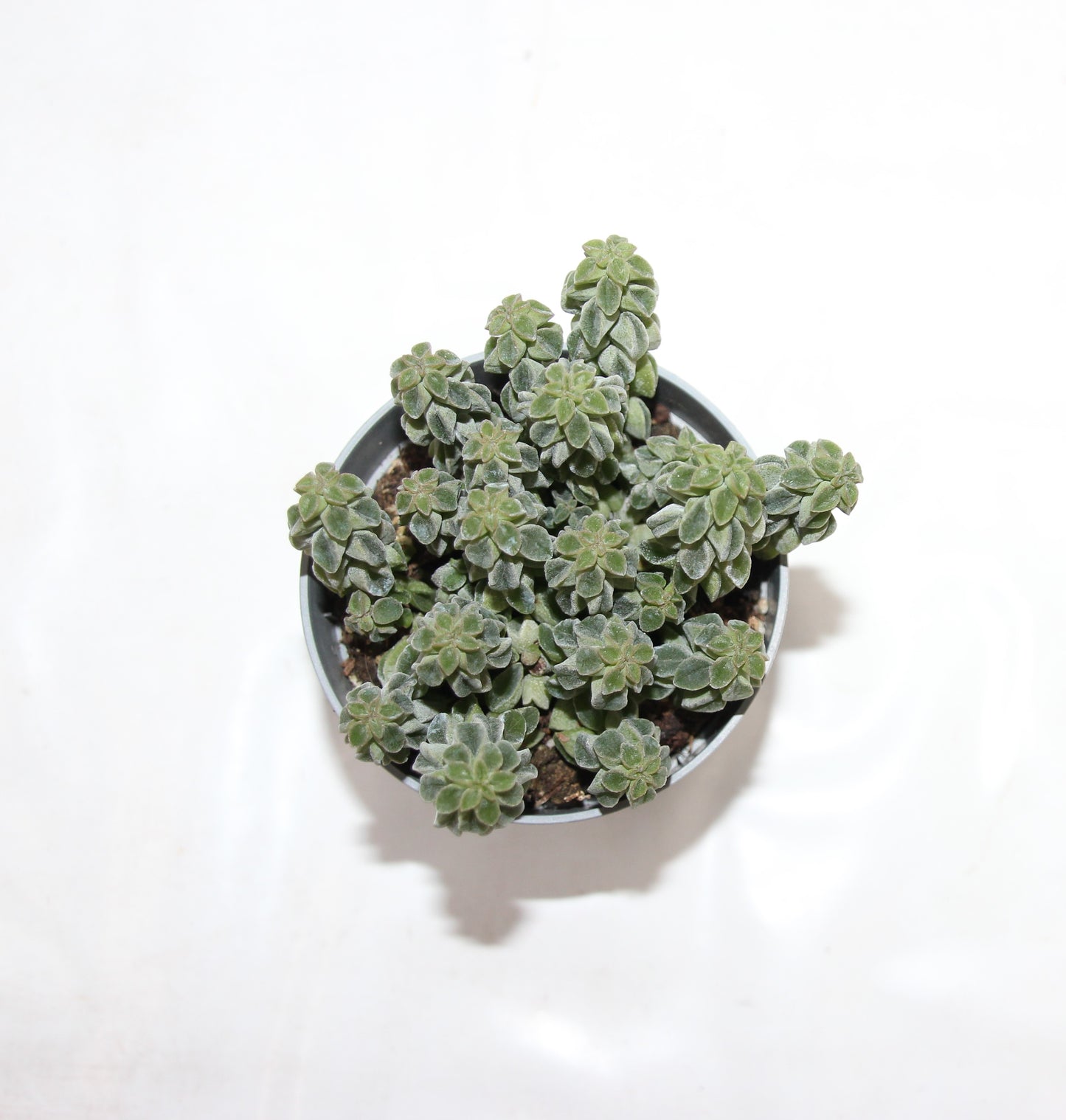 Peperomia columella