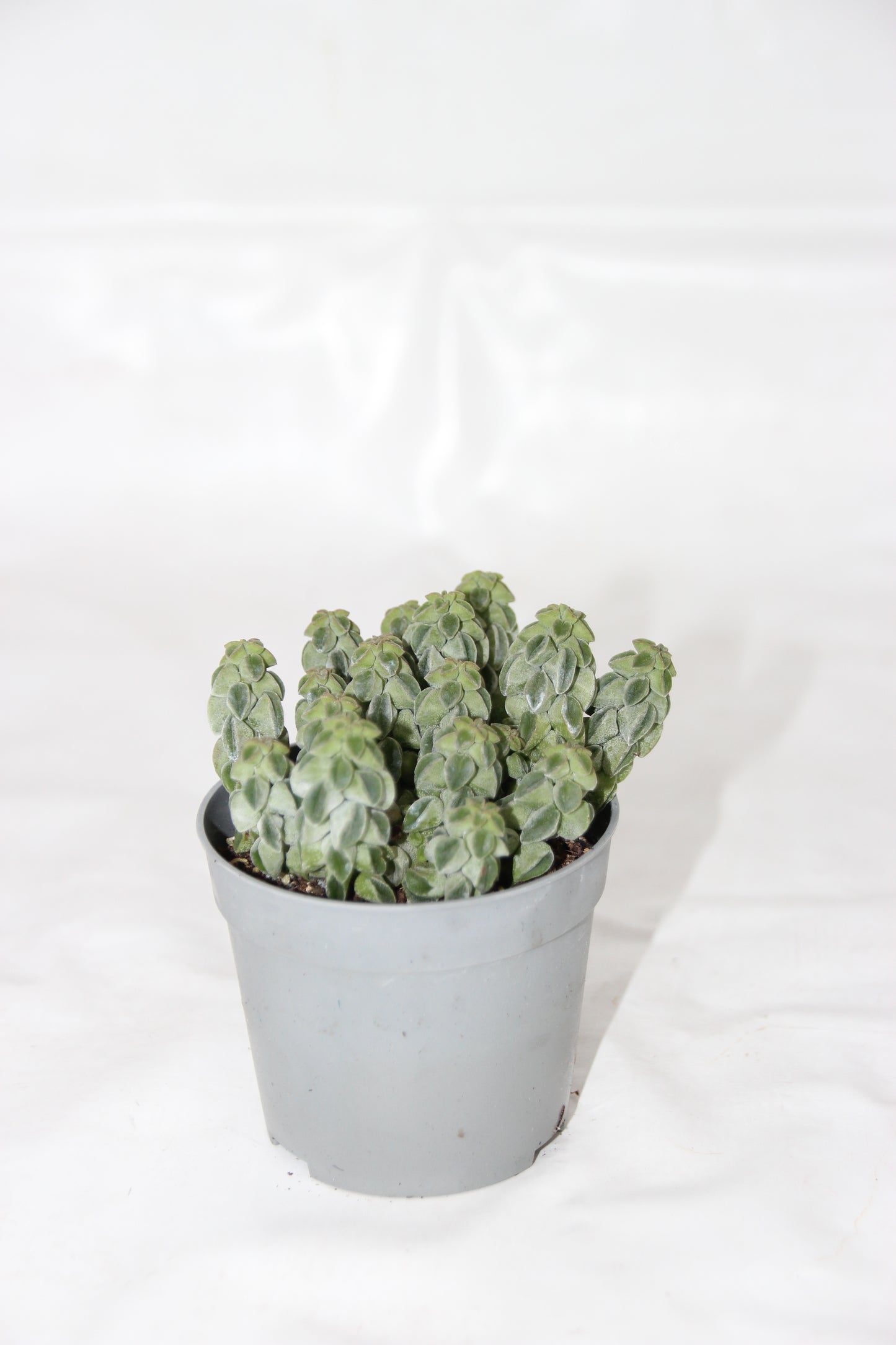 Peperomia columella