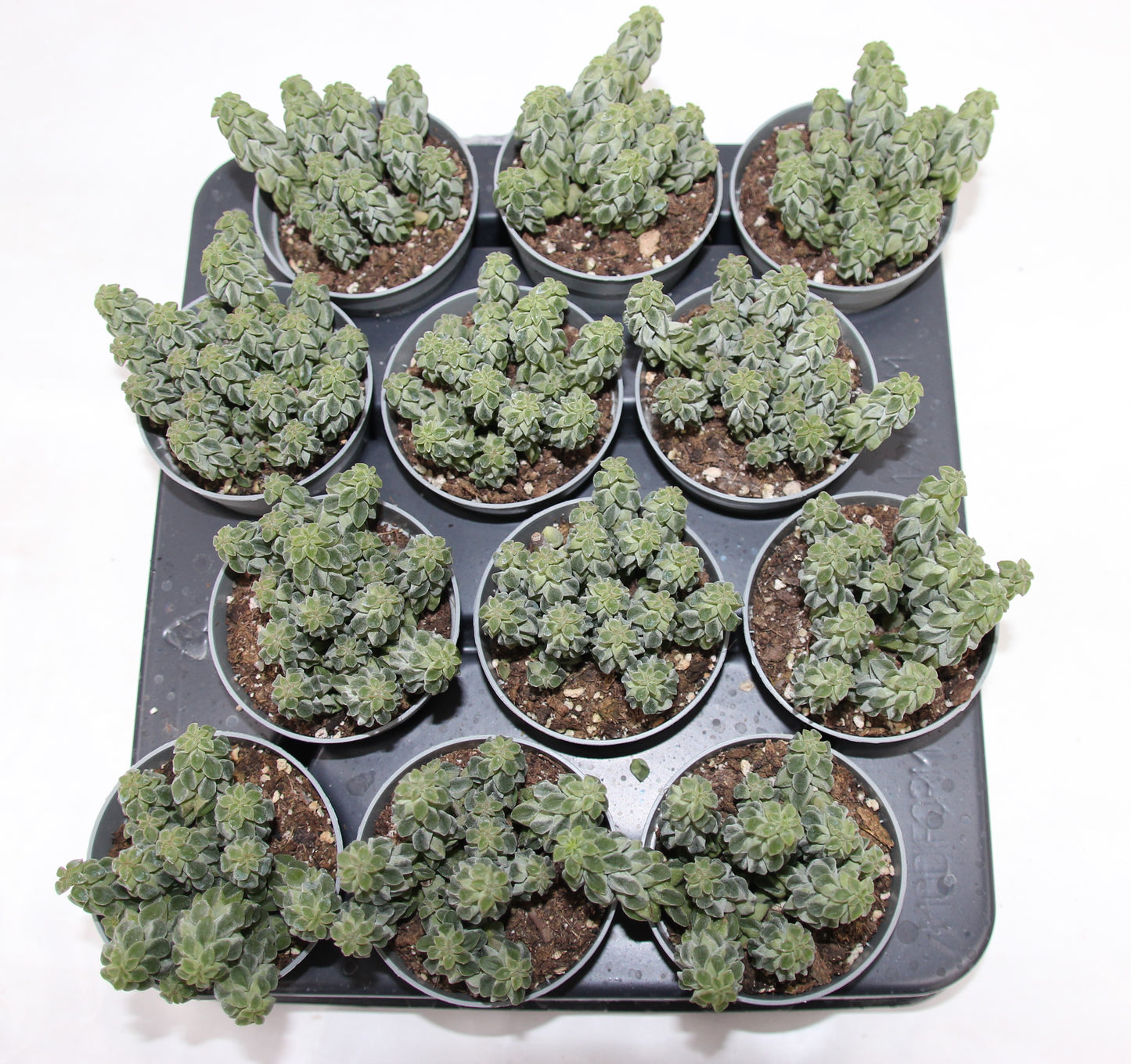 Peperomia columella