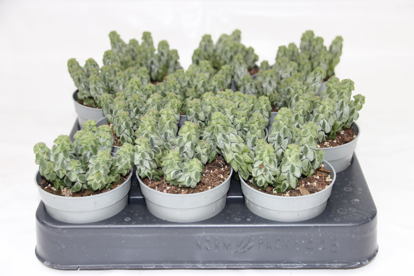 Peperomia columella