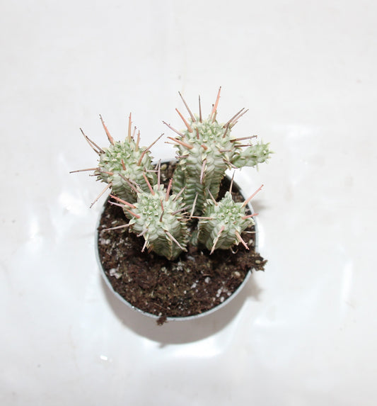 Euphorbia mammillaris var.