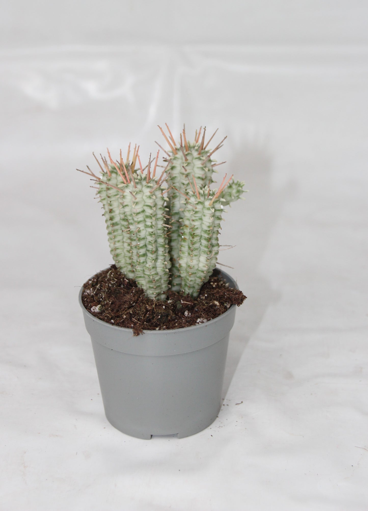Euphorbia mammillaris var.
