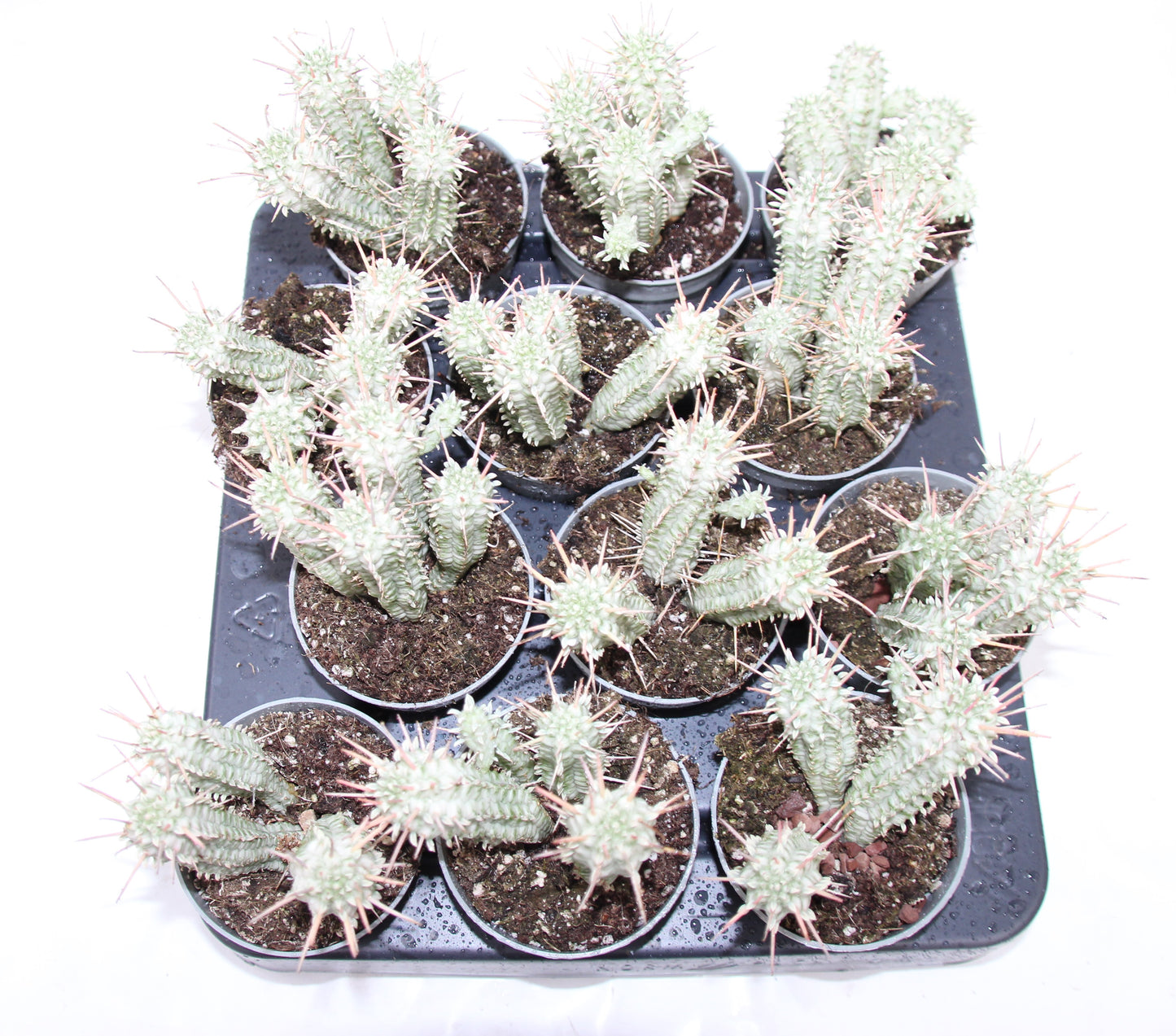 Euphorbia mammillaris var.