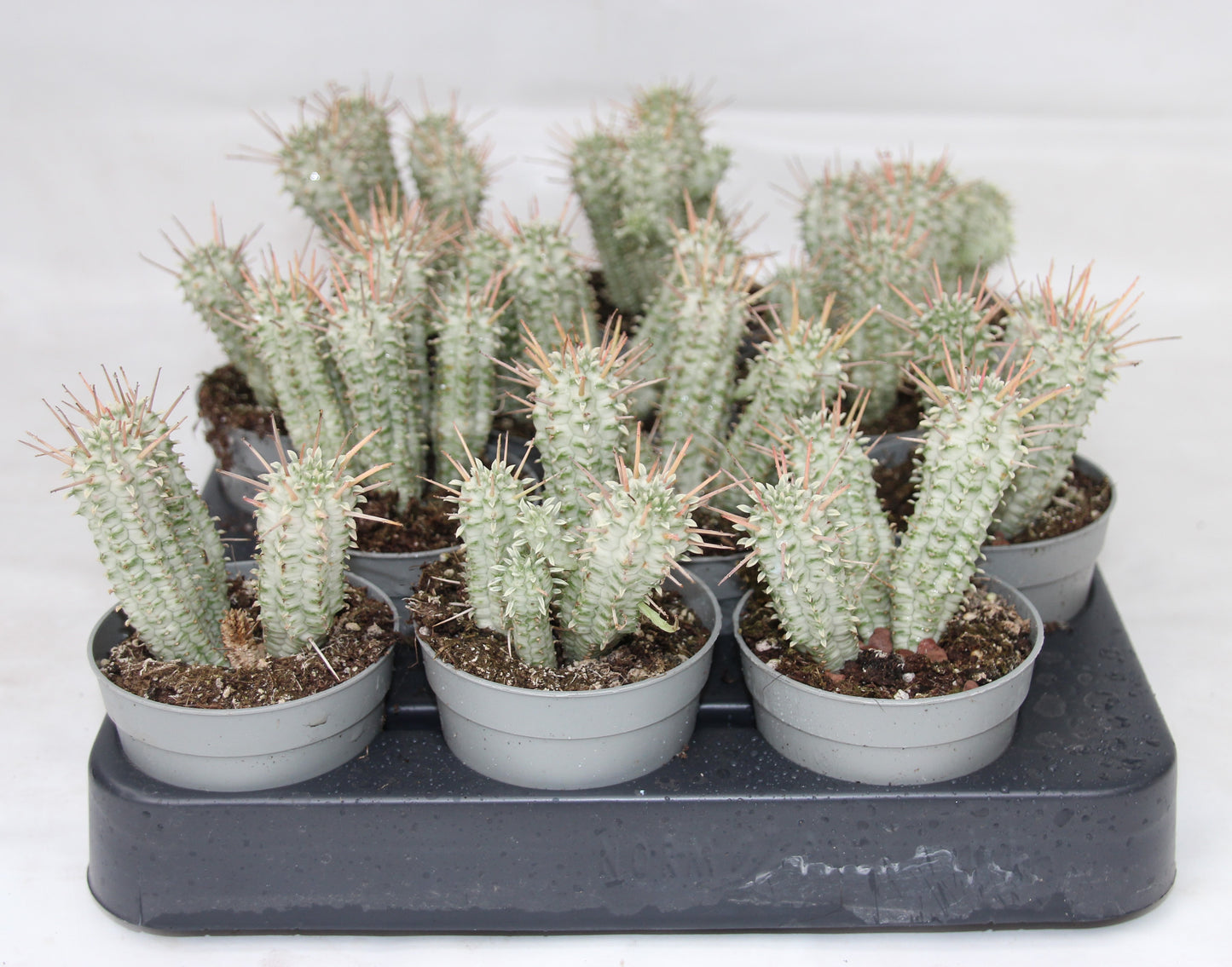 Euphorbia mammillaris var.