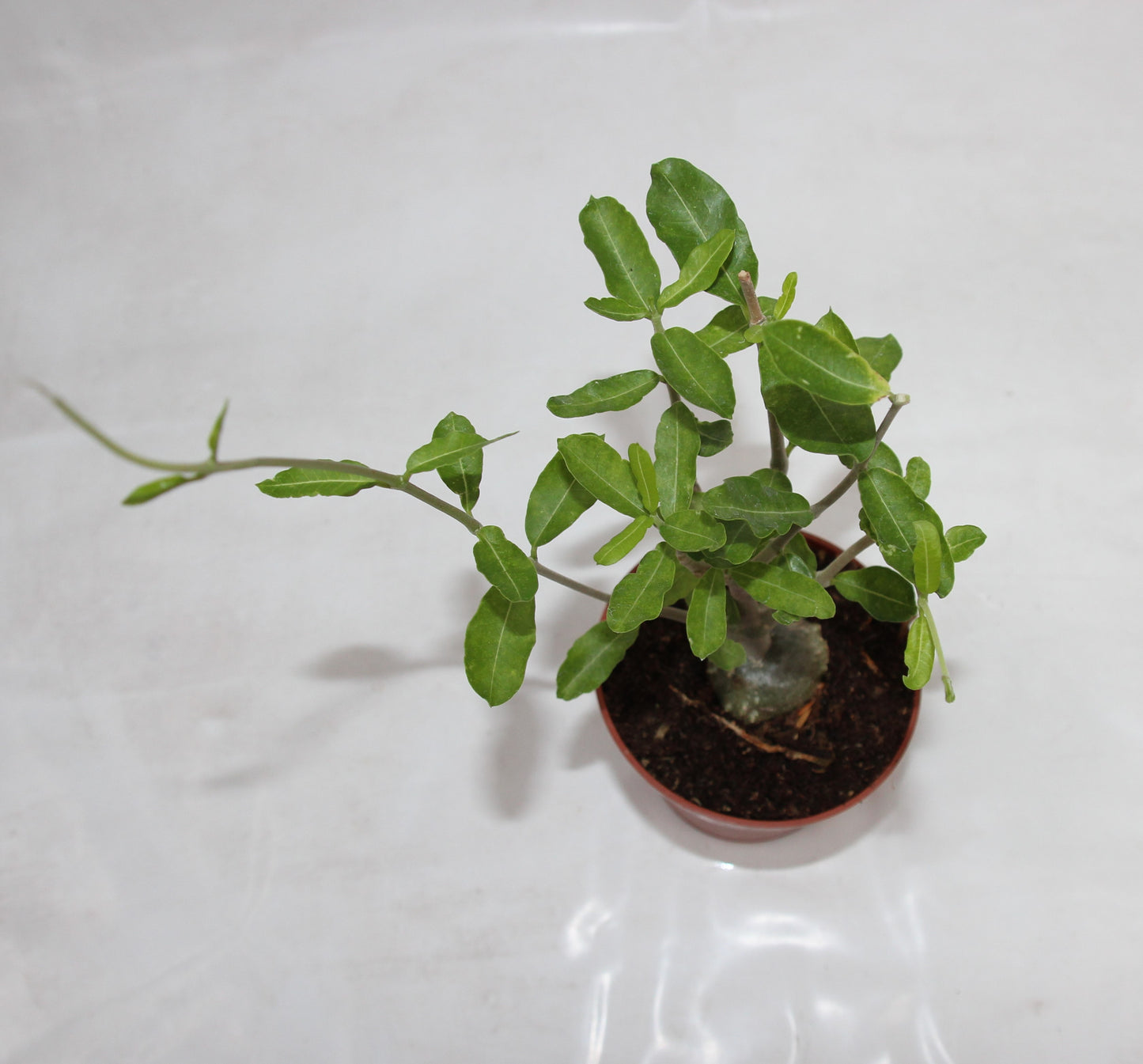 Fockea edulis