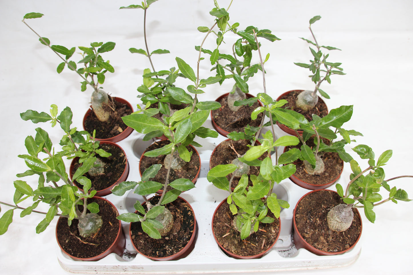 Fockea edulis
