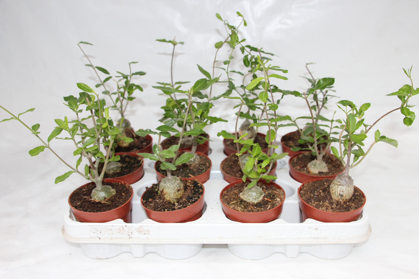 Fockea edulis