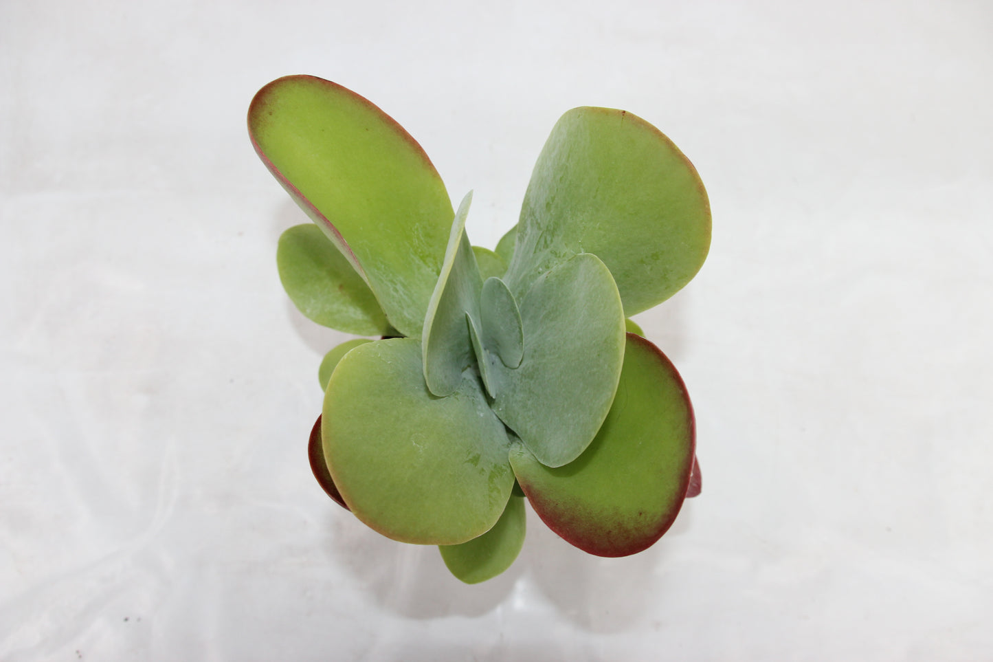 Kalanchoe thyrsiflora