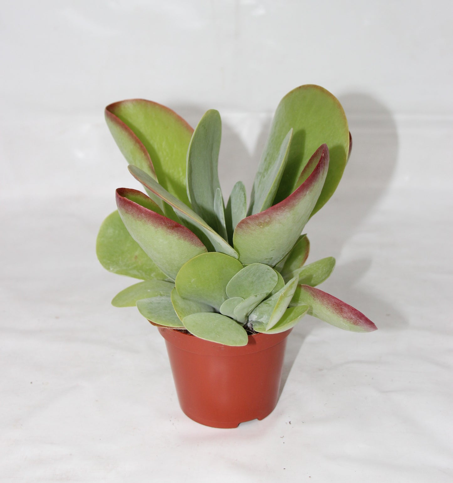 Kalanchoe thyrsiflora