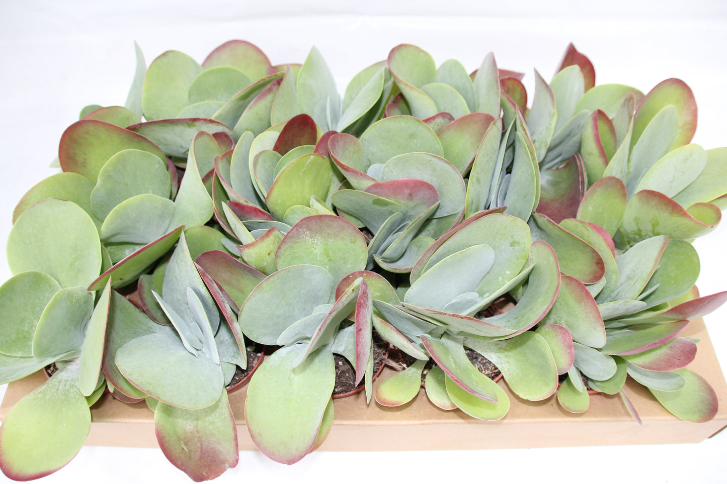 Kalanchoe thyrsiflora