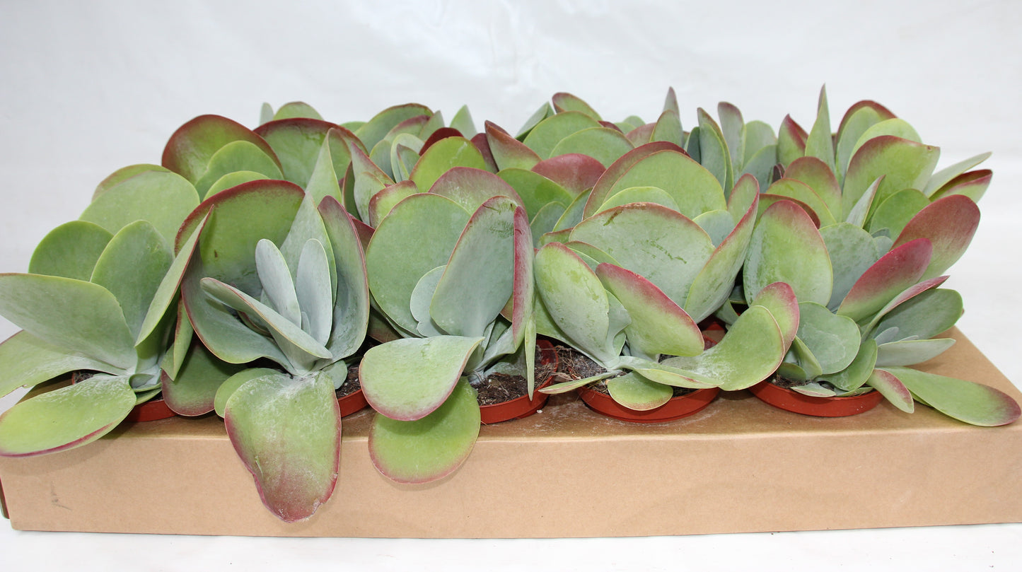 Kalanchoe thyrsiflora