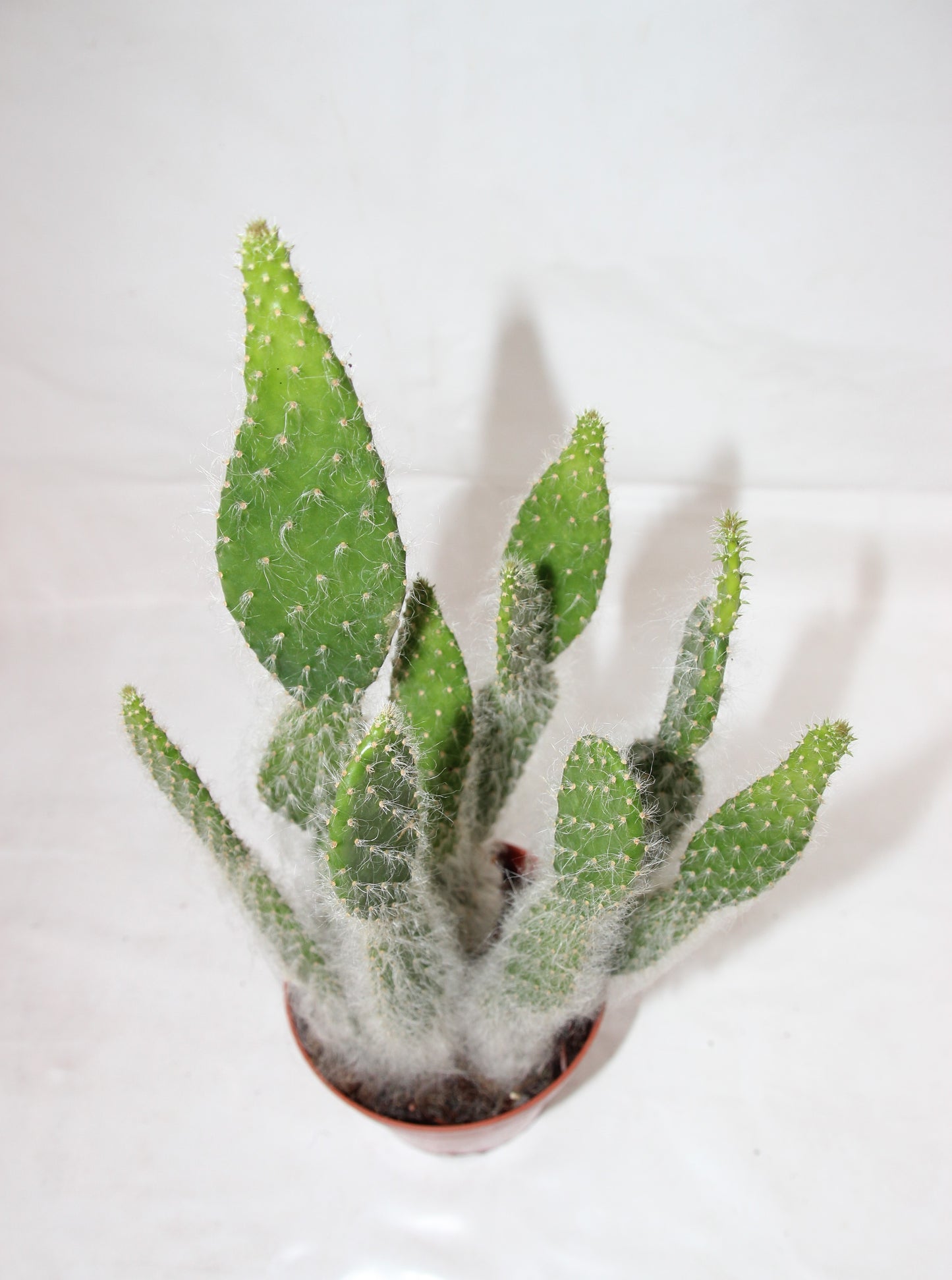 Opuntia orbiculata Blue Ale