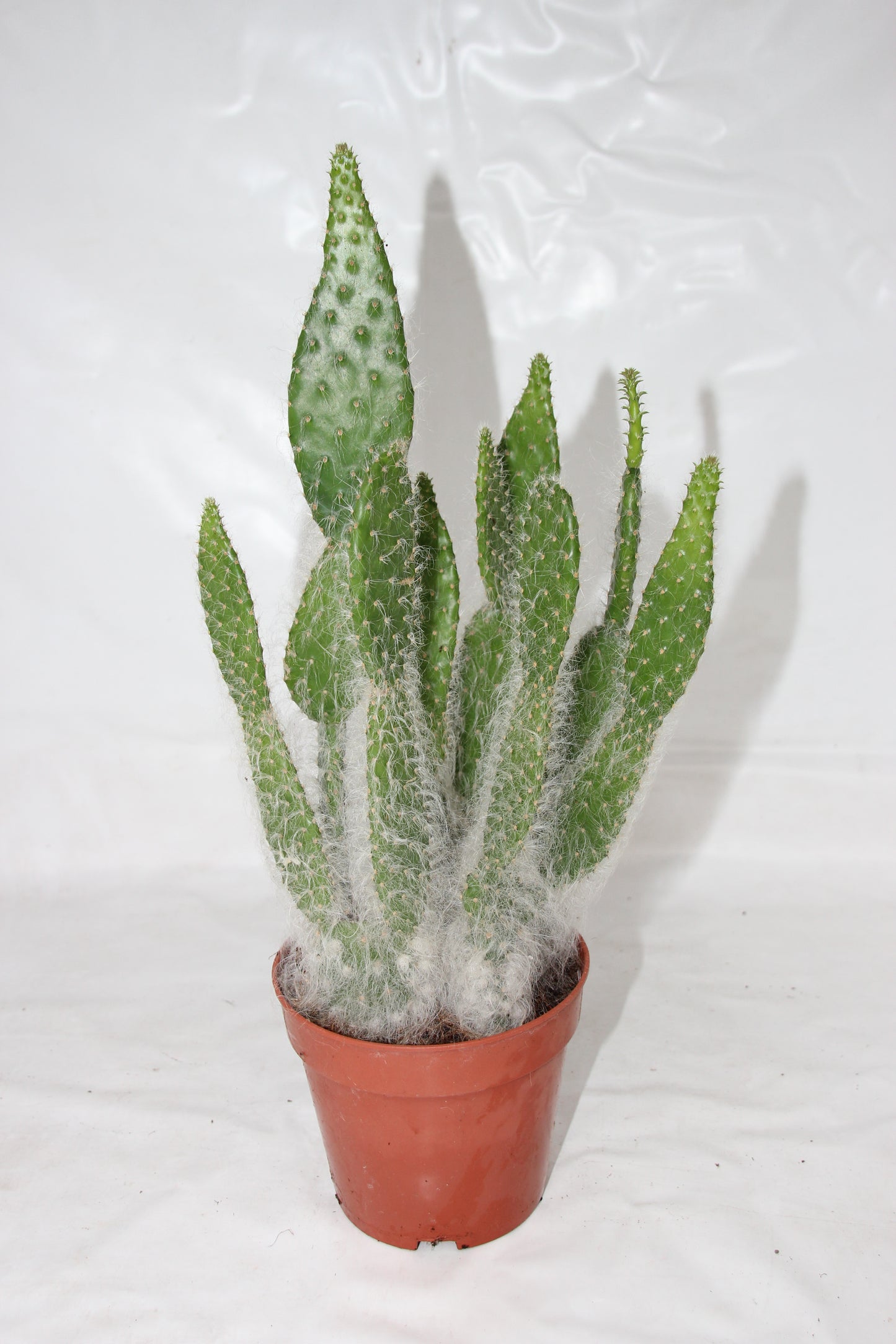 Opuntia orbiculata Blue Ale