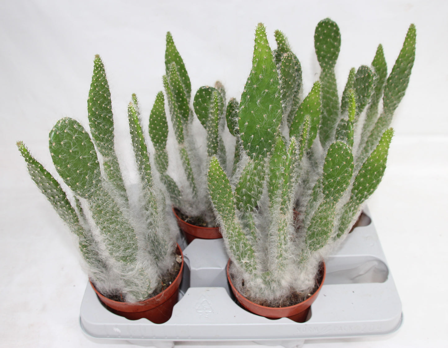 Opuntia orbiculata Blue Ale