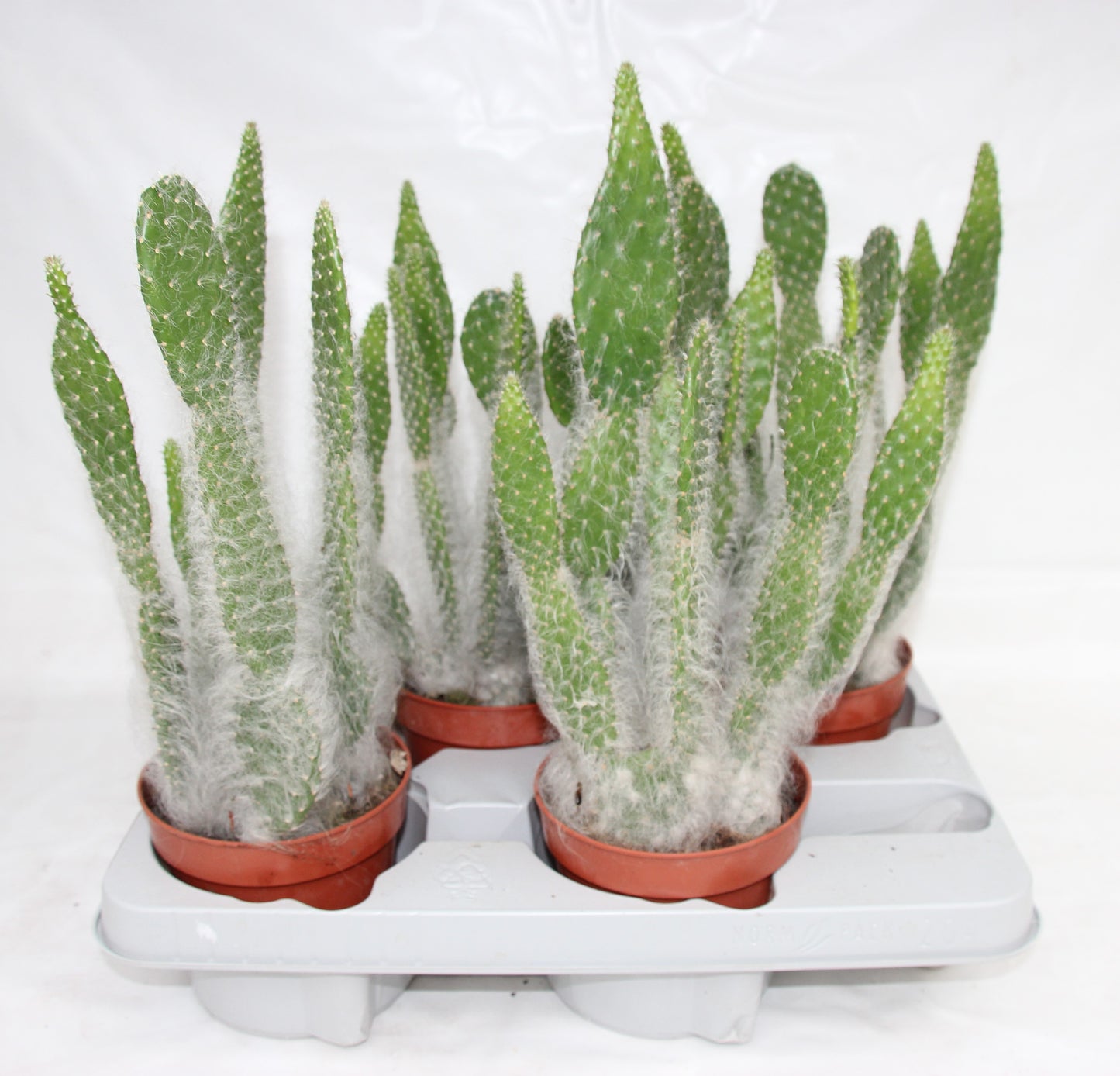 Opuntia orbiculata Blue Ale