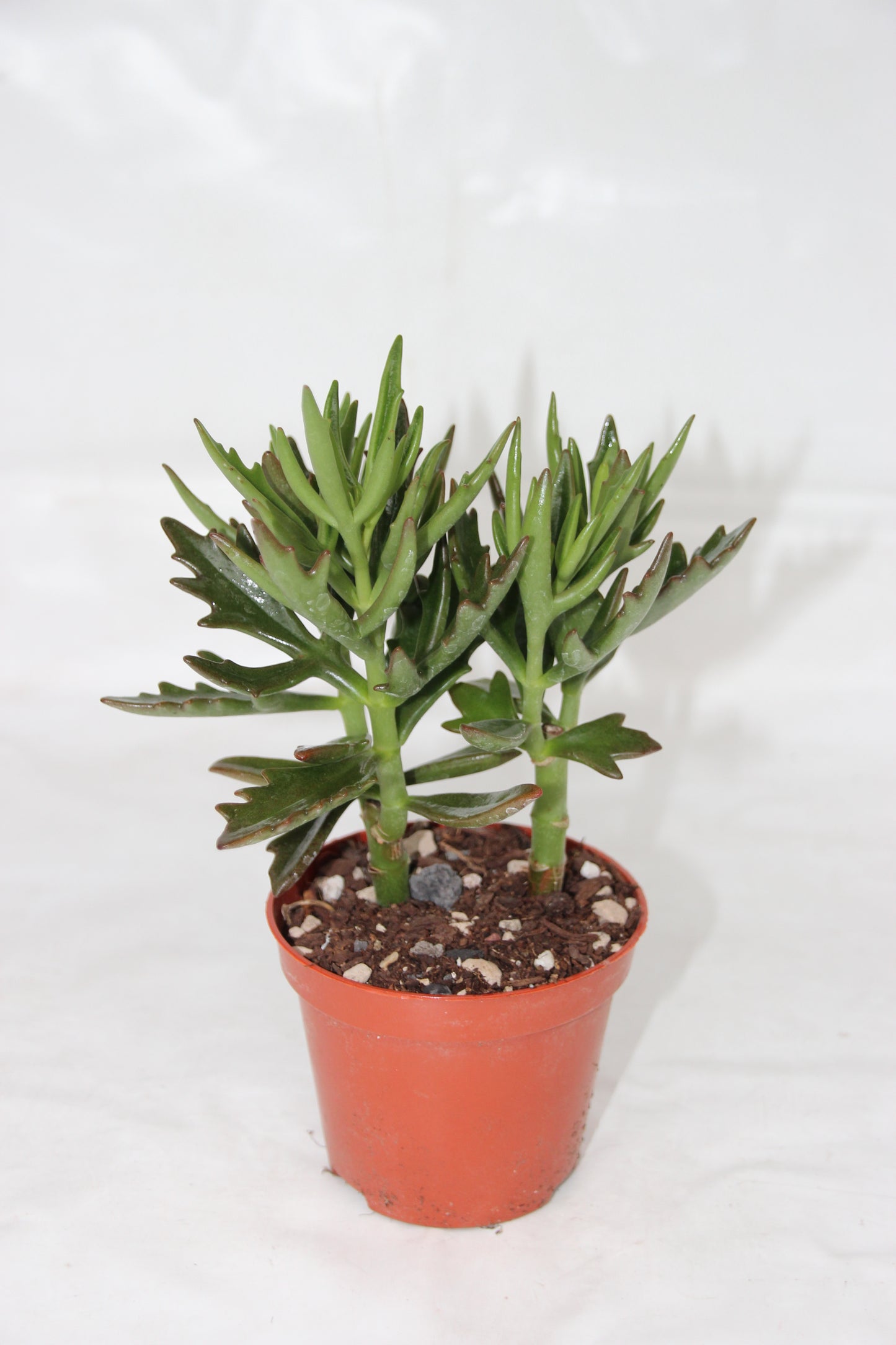 Kalanchoe kewensis