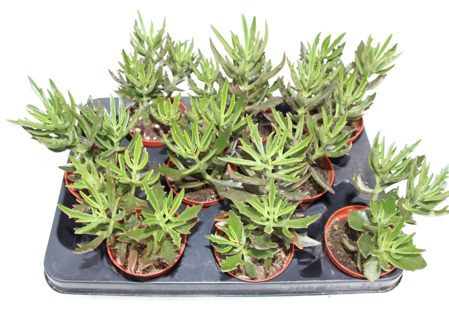 Kalanchoe kewensis