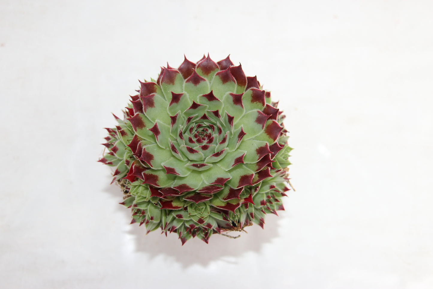 Sempervivum tectorum `Berlijn´