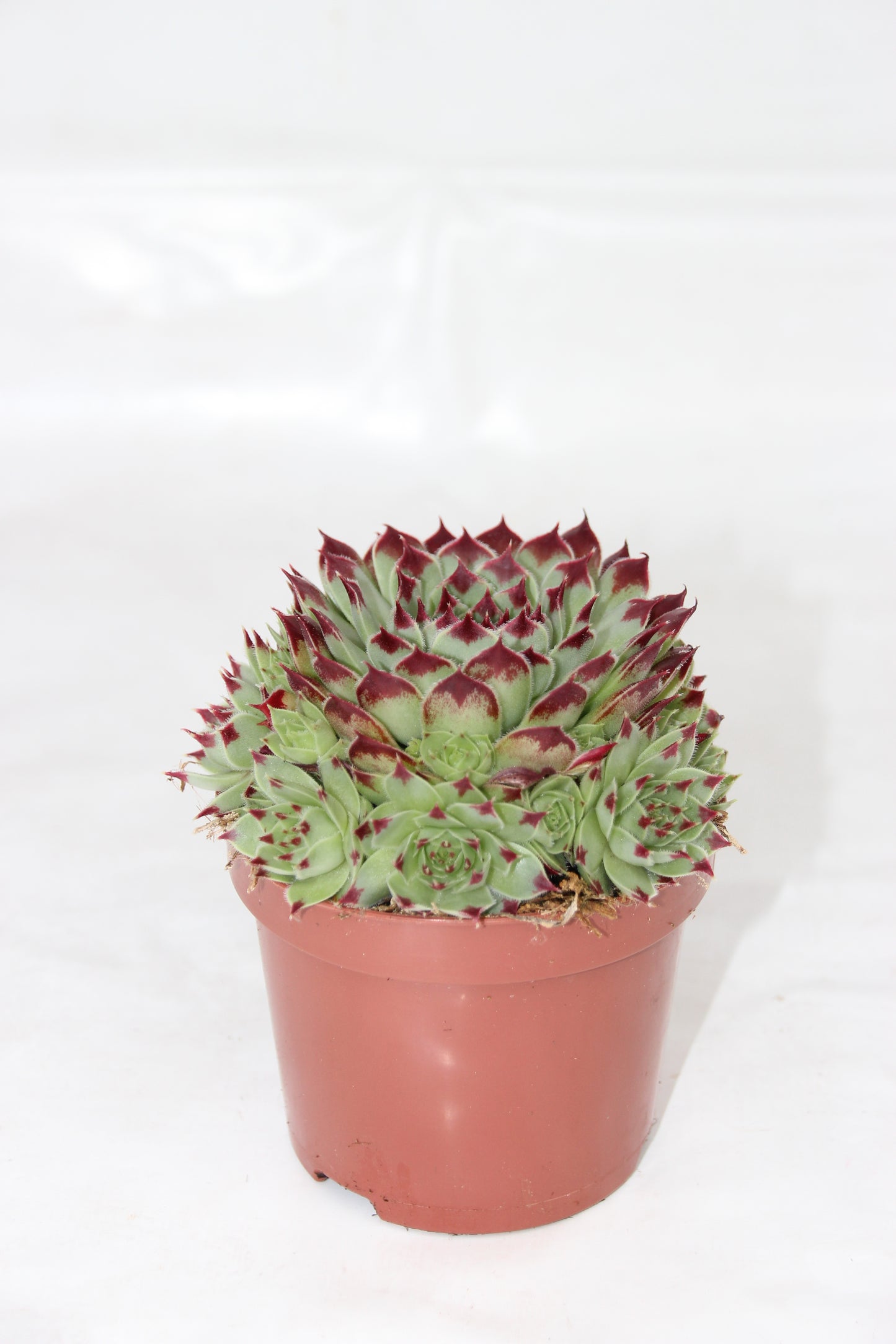 Sempervivum tectorum `Berlijn´