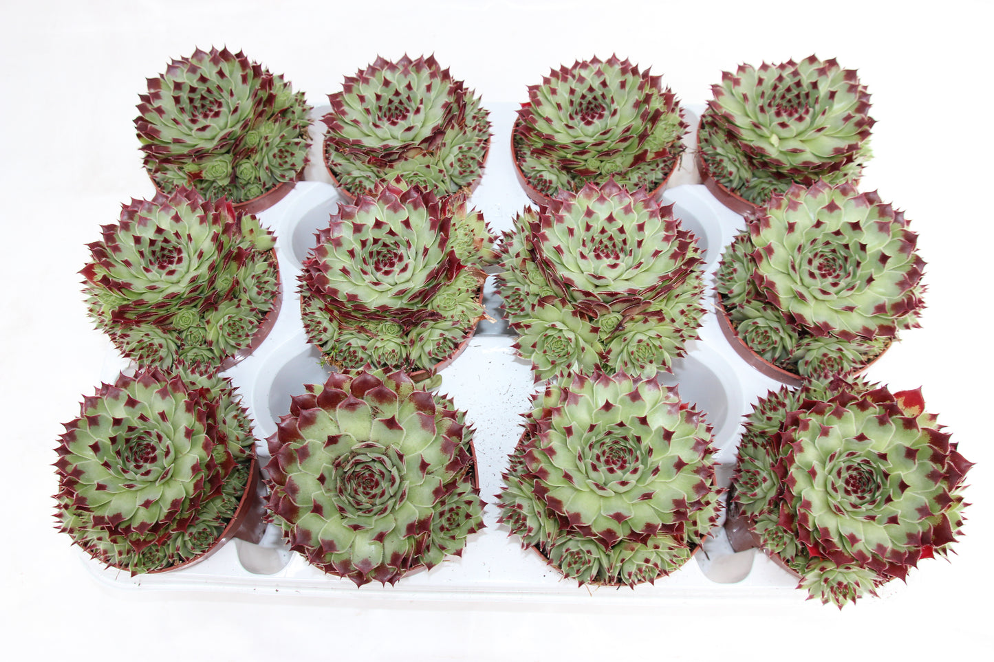 Sempervivum tectorum `Berlijn´