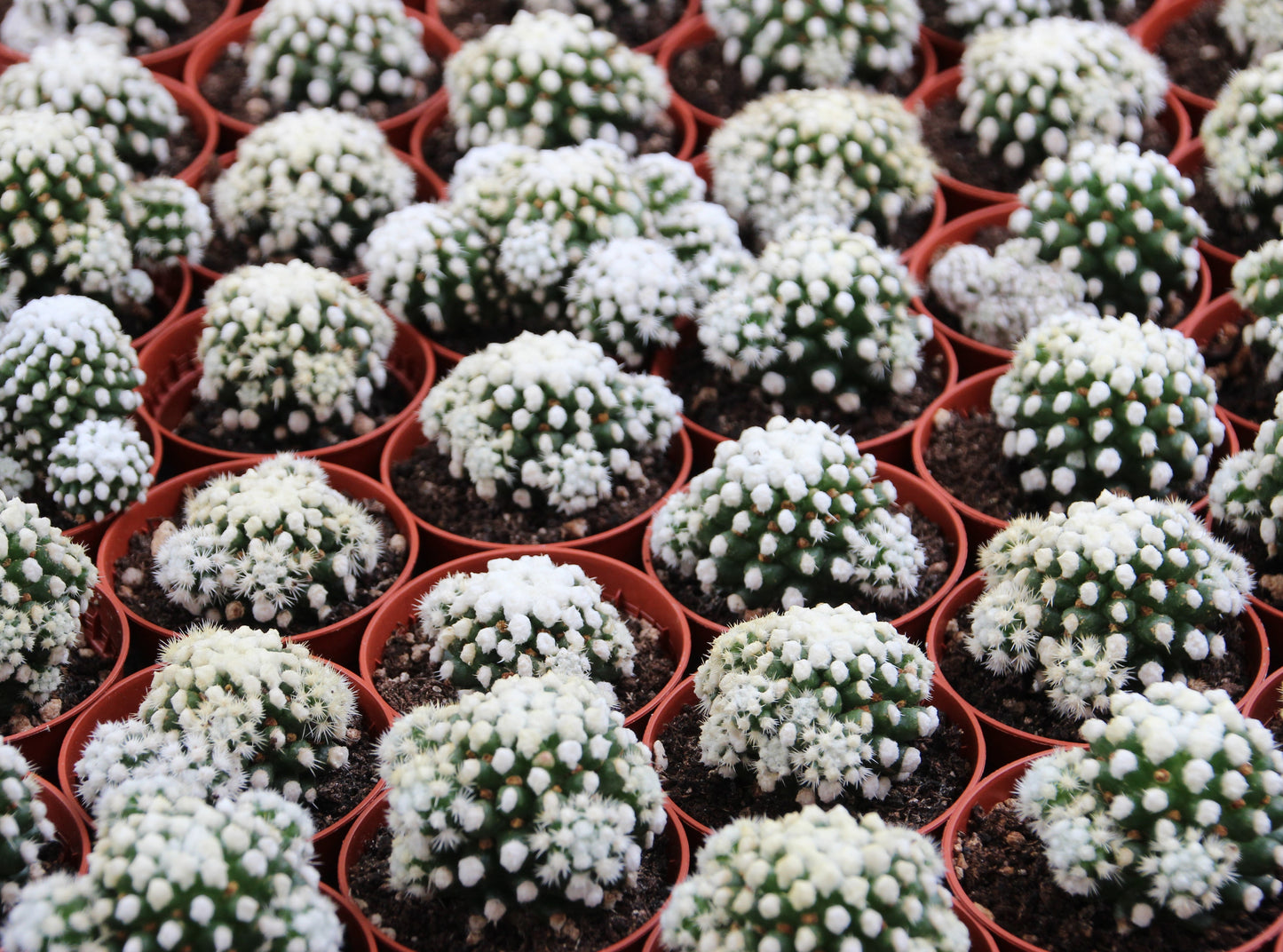 Mammillaria vetula gracilis