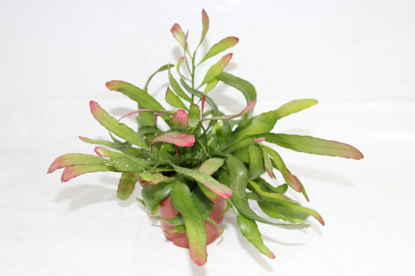 Rhipsalis ramulosa `Red Coral´