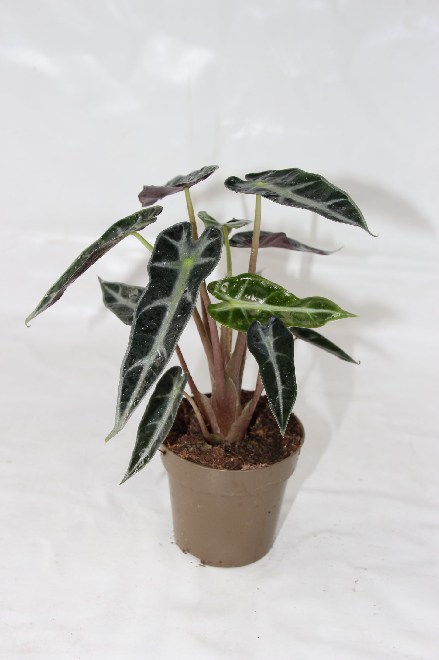 Alocasia Bambino