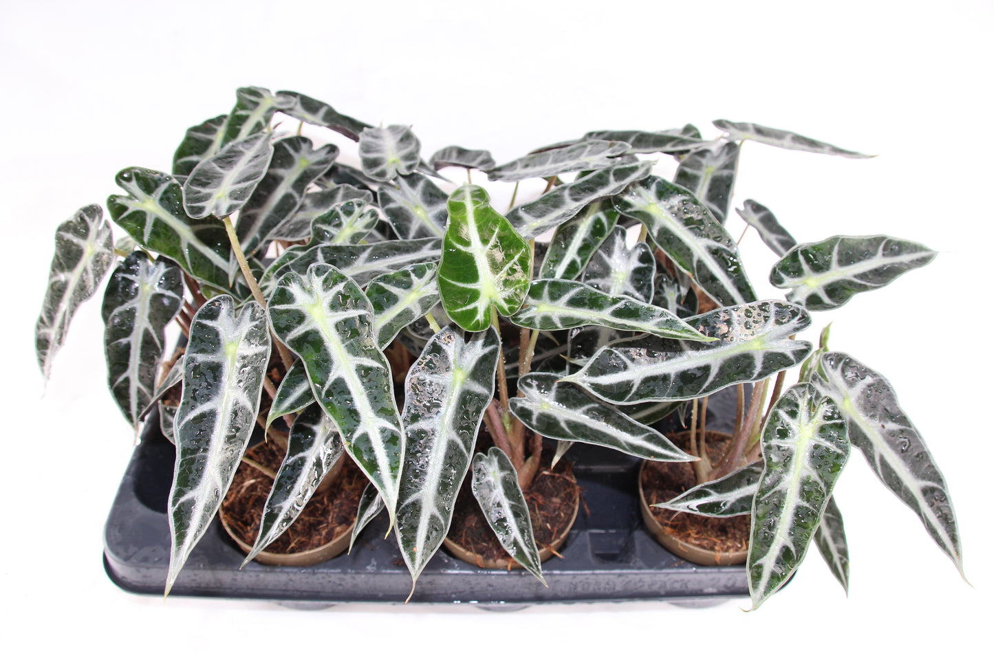Alocasia Bambino