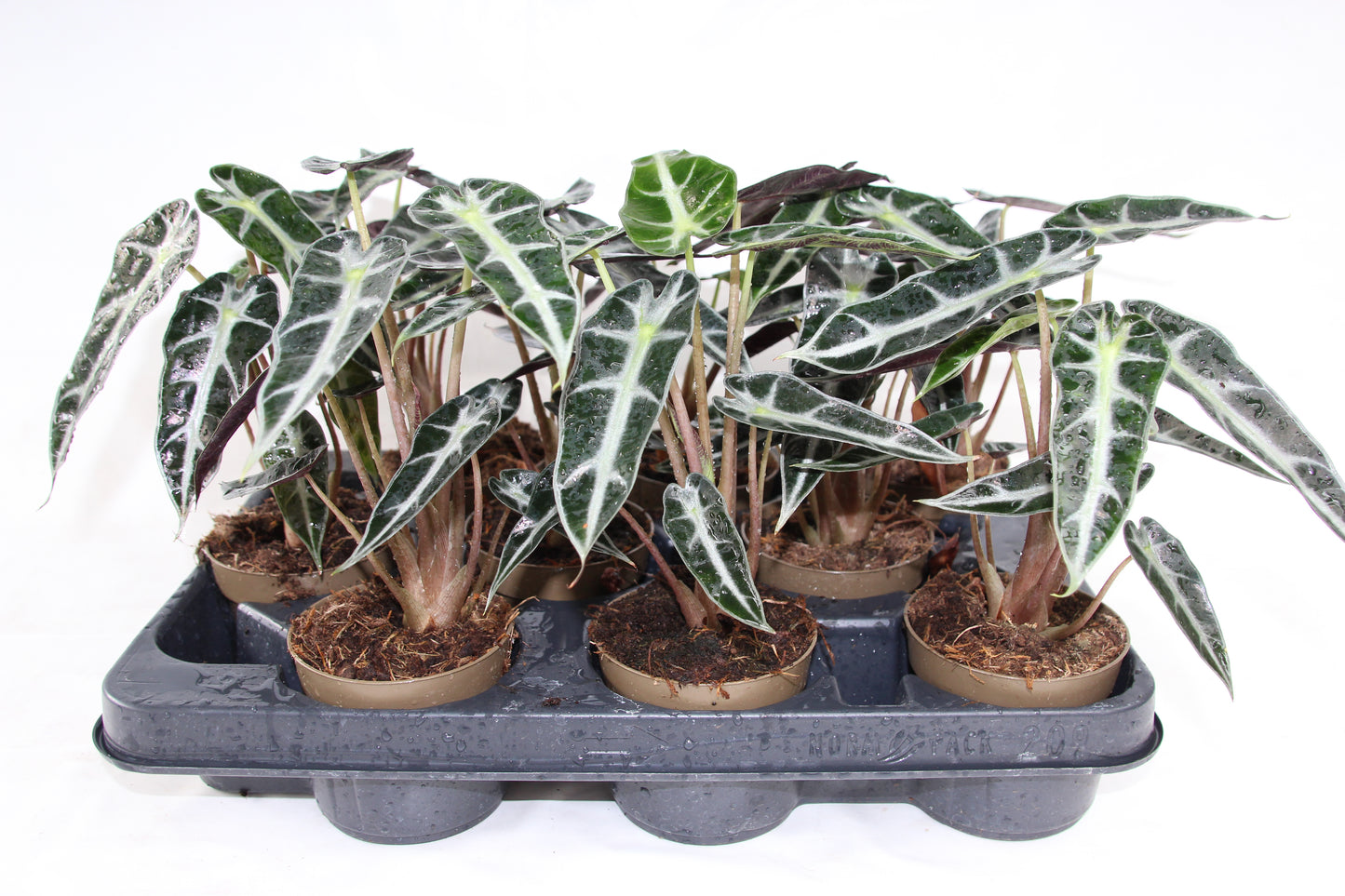 Alocasia Bambino