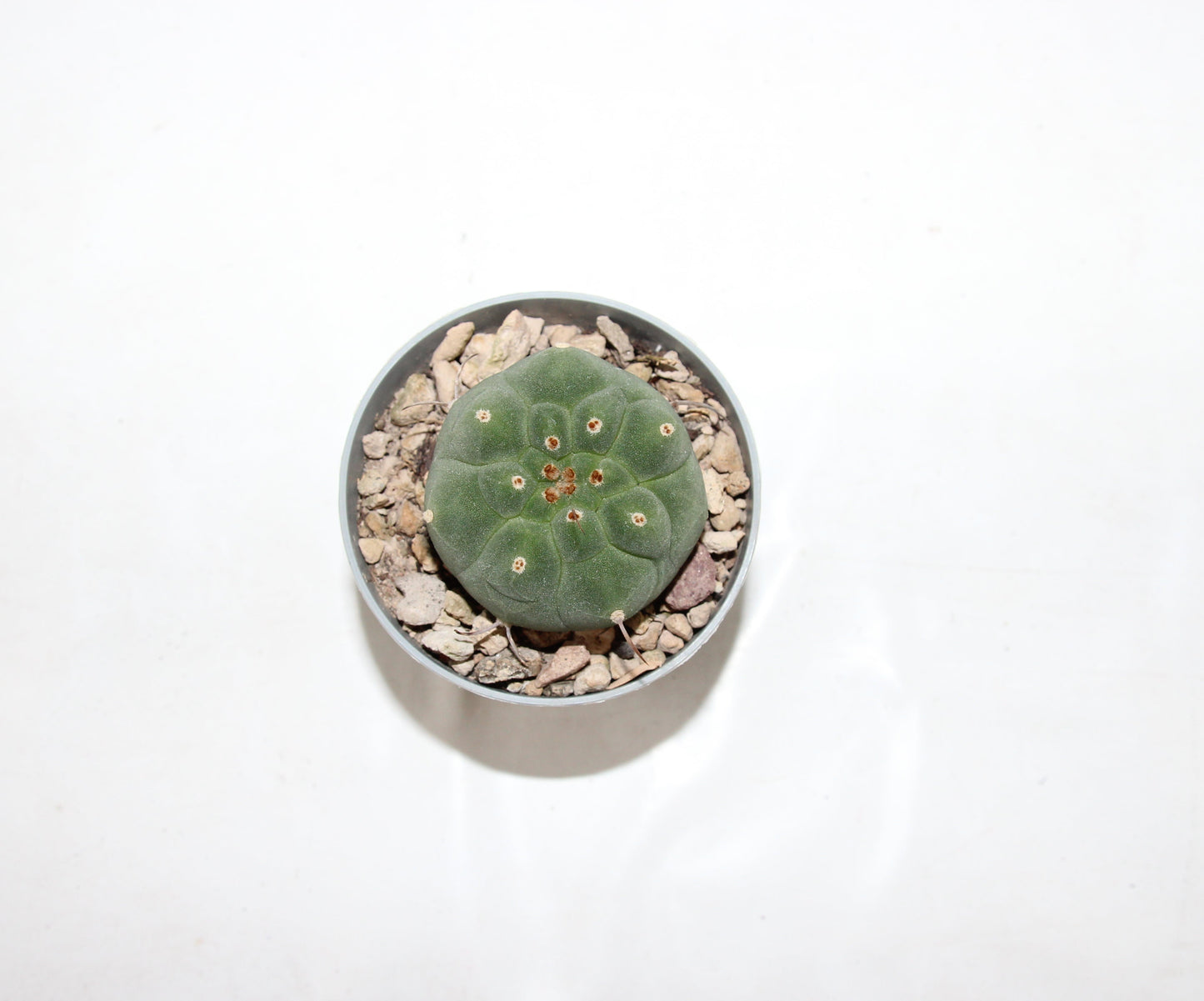 Matucana madisoniorum