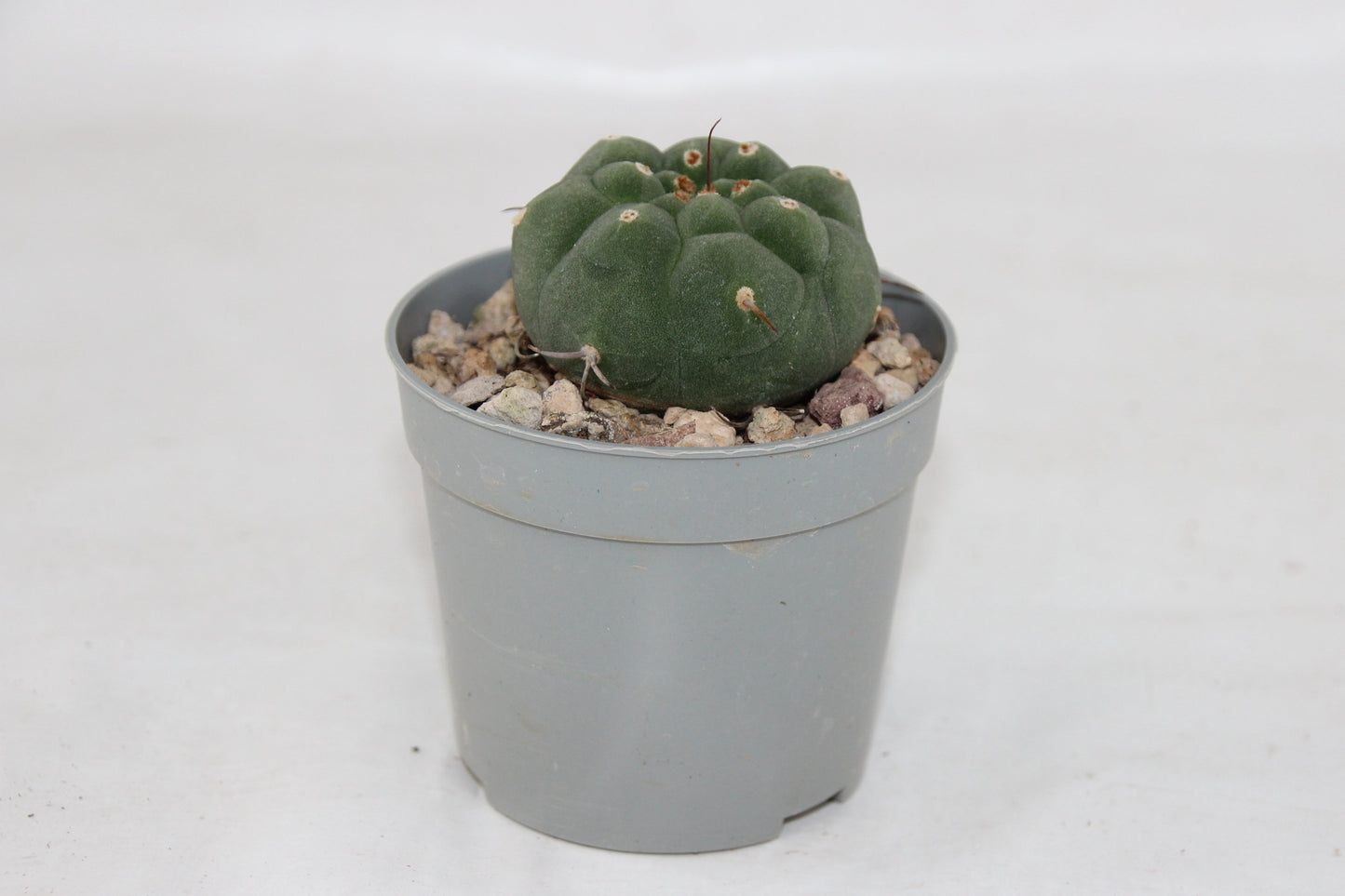 Matucana madisoniorum