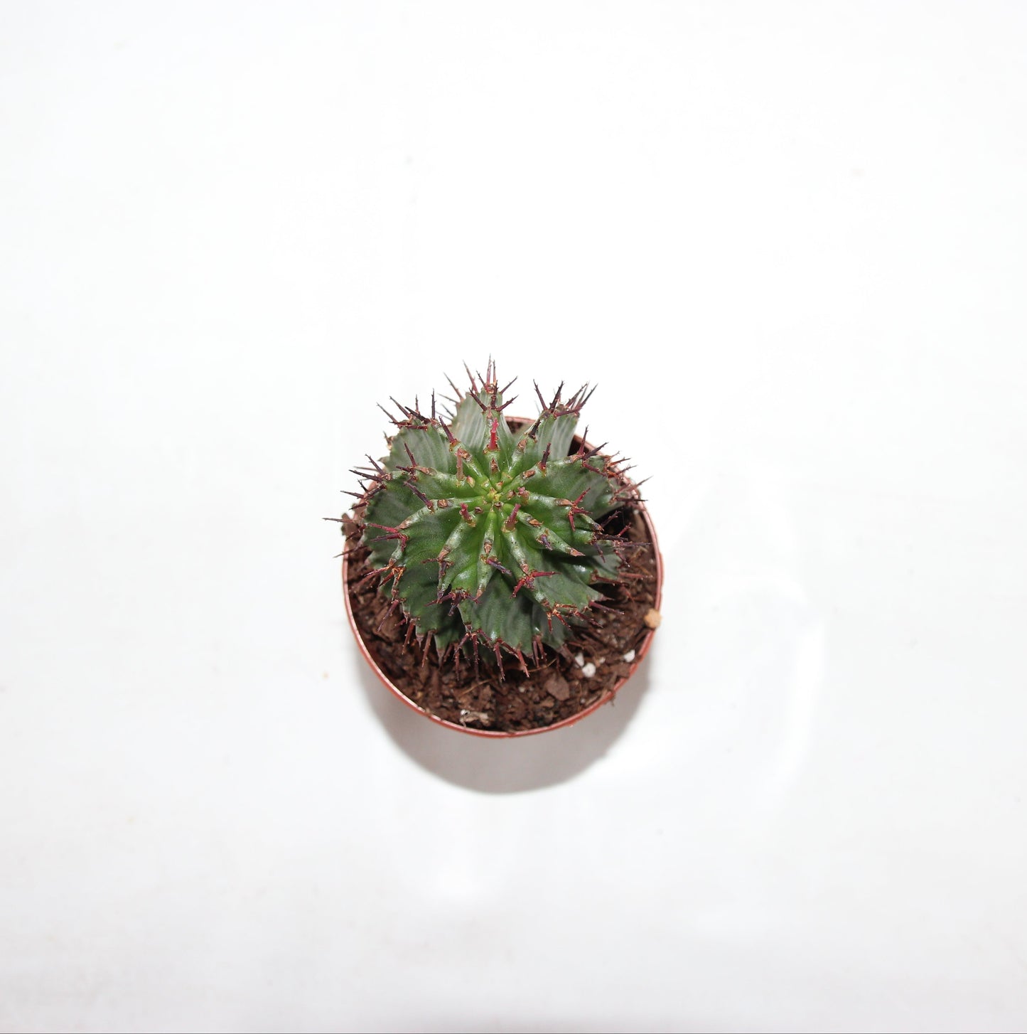 Euphorbia horrida