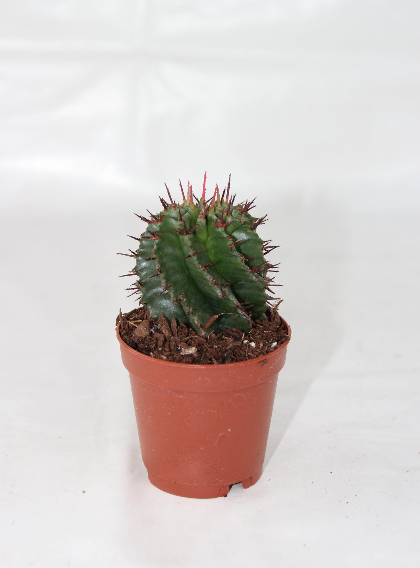 Euphorbia horrida