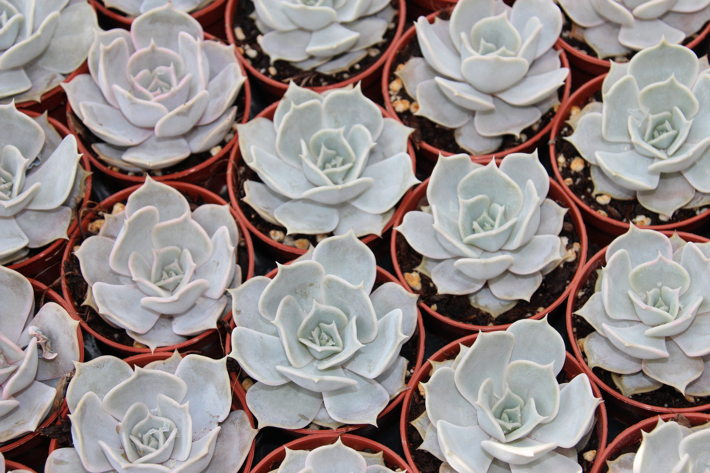 Echeveria lilacina